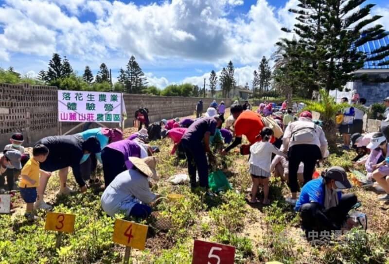 澎湖縣農會辦理「落花生農業體驗營」活動，14日在西嶼鄉山麗山莊登場，民眾體驗「一日農夫」下田採花生。中央社 113年7月14日