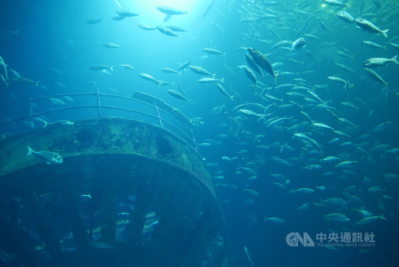 波羅的海沿岸城市施特拉爾松德水族館（Ozeaneum Stralsund）肩負環境教育責任，在「海洋探索與利用」場館介紹過度捕撈問題、廢棄物及氣候變化對海洋的影響。中央社記者林尚縈柏林攝  113年7月14日