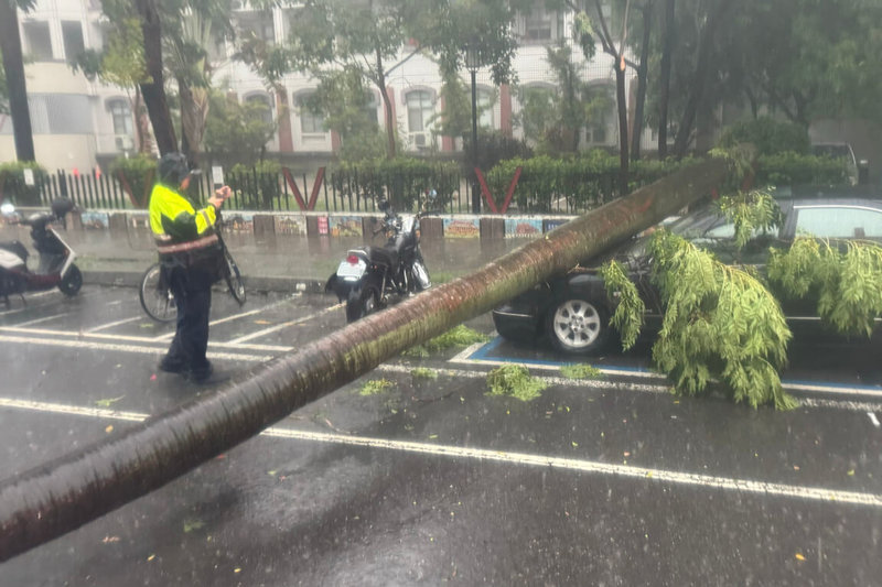 台南部分地區15日下午發生雷雨,東區勝利路勝利國小旁有椰子樹倒伏,壓到停放路旁一輛自小客車,幸未造成傷亡。(讀者提供)中央社記者楊思瑞台南傳真 113年7月15日