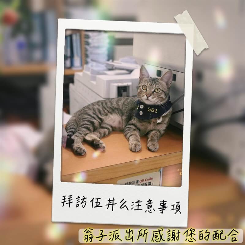喵警長「伍丼么」任職台中豐原分局翁子派出所,今年4月爆紅,警方也為伍丼么套上值班項圈,在派出所值班台模樣呆萌,相當討喜。(警方提供)中央社記者蘇木春傳真 113年7月15日