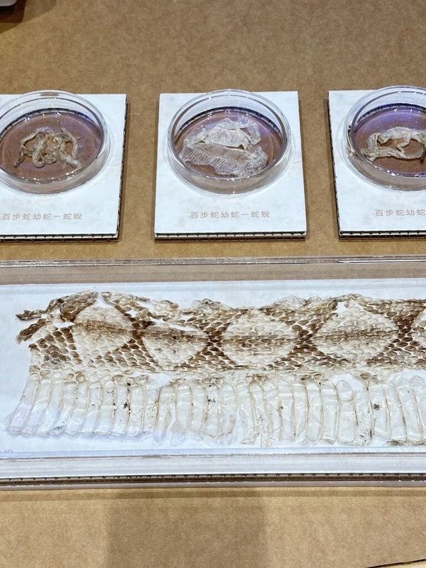 林業保育署台中分署推出「百步蛇野外護卵孵化紀錄」特展,展出百步蛇母蛇、幼蛇的蛇蛻。(林業保育署台中分署提供)中央社記者趙麗妍傳真 113年7月16日
