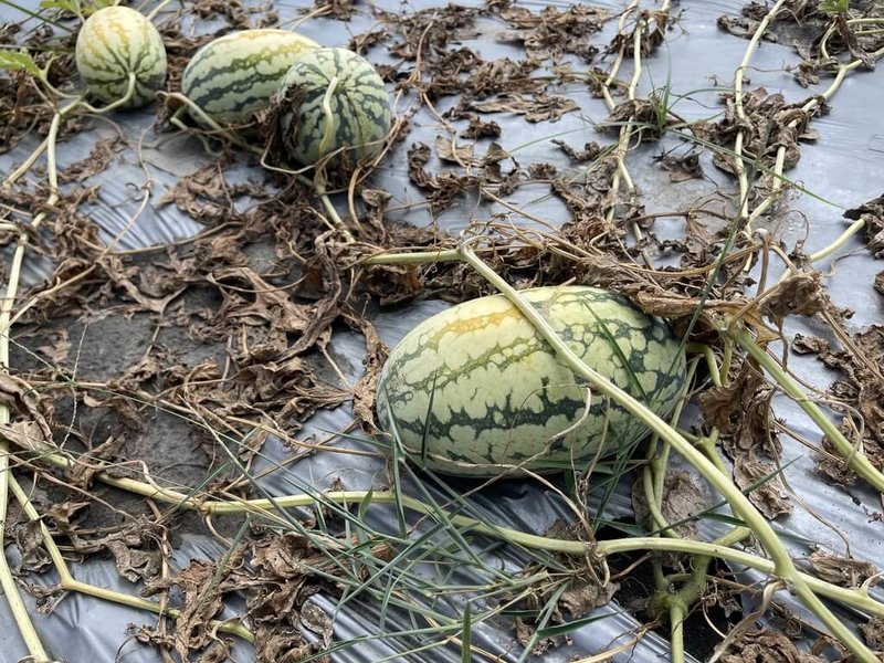 台中市外埔區西瓜因6月上旬豪雨受損嚴重，西瓜植株葉片藤蔓黃化乾枯。市府會勘確認損害率達現金救助標準，損害率20%以上瓜農可申請。（台中市農業局提供）中央社記者趙麗妍傳真  113年7月17日