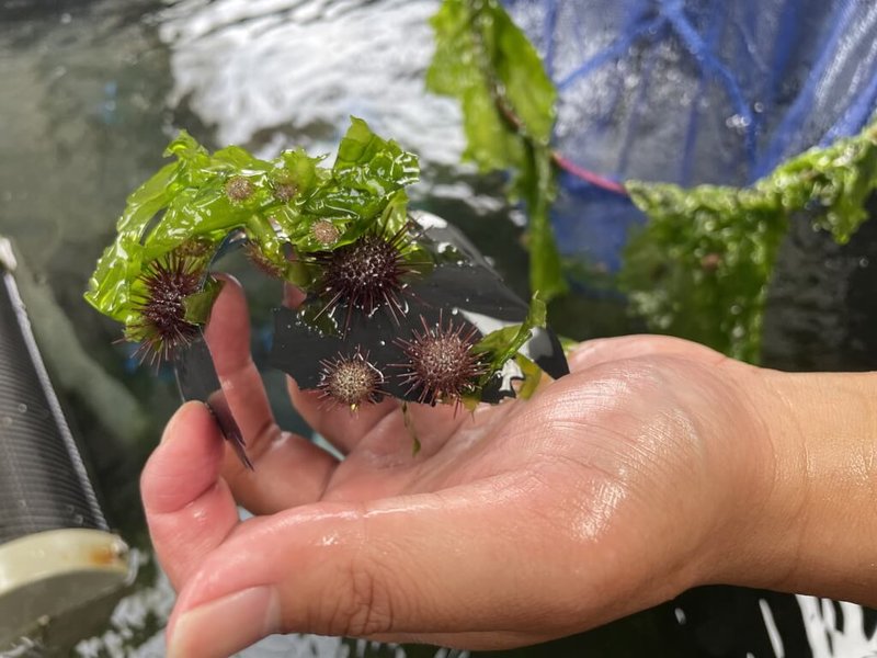 新北市政府20日在貢寮區海洋資源復育園區舉辦「生物多樣性復育」放流活動，除九孔、川紋笛鯛、條石鯛魚苗也新增放流紫海膽（圖），以利營造珊瑚棲地。（新北市漁業處提供）中央社記者黃旭昇新北市傳真  113年7月20日