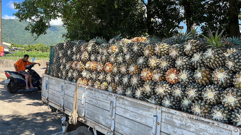 農業部台東區農業改良場20日指出，根據中央氣象署資料顯示，可能會有颱風生成，影響台東地區，呼籲農友做好防颱措施。圖為農民加快採收鳳梨。中央社記者盧太城台東攝  113年7月20日