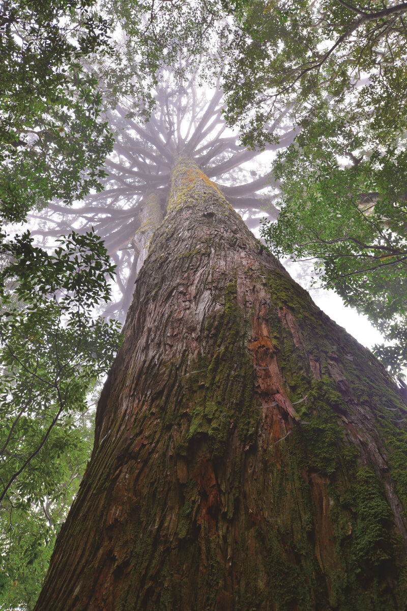 平野山稜線附近的台灣杉巨木，高難見頂。（行路出版提供）