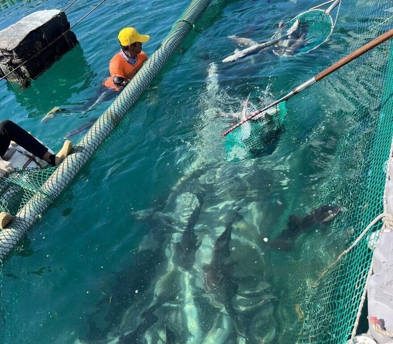 澎湖縣西嶼鄉以箱網養殖的海鱺與鰻魚等近期出現暴斃情形，且數量持續增加中，業者無奈在烈日下忍痛打撈魚屍。水試所澎湖漁業生物研究中心獲報後也已派員前往現場採樣，盼協助釐清魚類確切死因。（民眾提供）中央社  113年7月20日