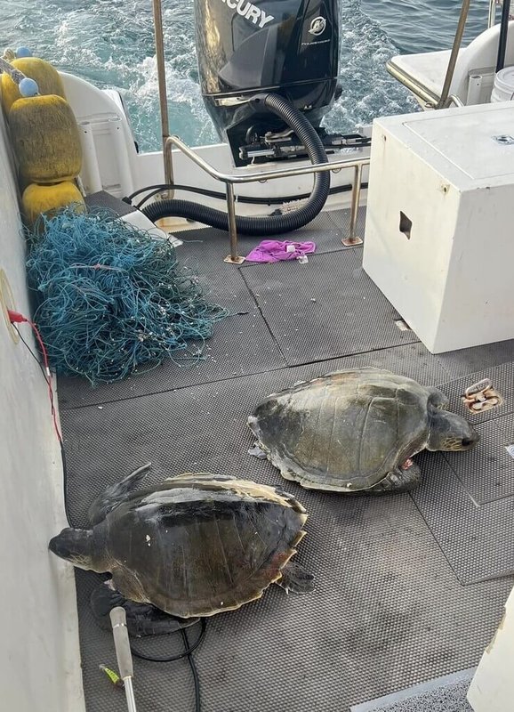 2隻瀕臨絕種保育類欖蠵龜在澎湖望安海域觸網已有一段時間、傷痕累累,幸被望安凌姓漁民救起,21日一早2隻獲救海龜已運回水試所澎湖海龜救護收容中心進一步觀察。(凌嘉宏提供)中央社 113年7月21日
