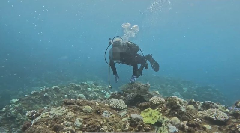 海巡署21日接獲民眾報案，有潛水客在墾丁合界岸際海域觸摸海龜，第六岸巡隊鎖定1名男性潛水客，經查證後全案依違反野生動物保育法函送屏東地檢署偵辦。（海巡署南部分署第六岸巡隊提供）中央社記者黃郁菁傳真  113年7月22日