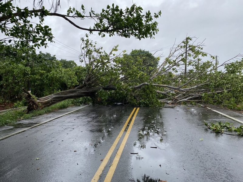 颱風凱米逐漸逼近，全台各地陸續有風雨。雲林縣西螺警分局24日上午接獲民眾報案，指稱雲154縣道綠色隧道有路樹倒塌，車輛行經此處遭砸，所幸駕駛未受傷，警方到現場排除障礙。（警方提供）中央社記者姜宜菁傳真  113年7月24日