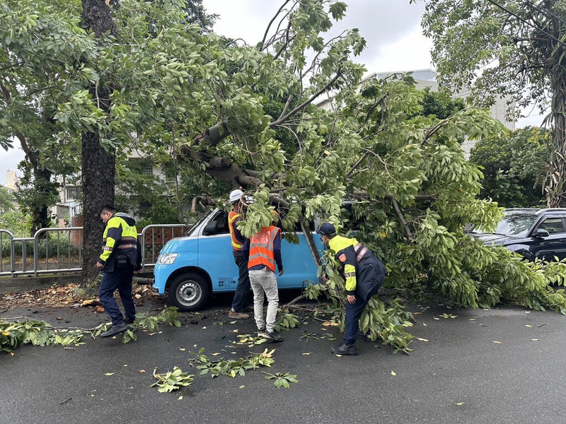 颱風凱米來襲，台中市梧棲區發生路樹倒塌並壓到車輛，警方獲報後協助排除倒塌路樹，維護用路人安全。（民眾提供）中央社記者趙麗妍傳真  113年7月24日