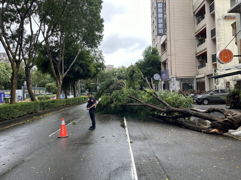 颱風凱米進逼，24日中午過後風勢變強，台中市北區忠太西路發生路樹傾倒事件，樹木枝幹橫倒路中，占據道路外側2車道，警方到場協助疏導交通。（民眾提供）中央社記者郝雪卿傳真 113年7月24日