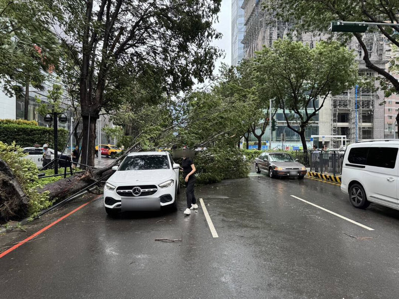 颱風凱米逐步進逼台灣，24日午後隨風勢逐漸增強，台中市西屯區七期百貨商圈發生路樹倒塌事件，殃及2輛行經車輛，所幸沒有人員受傷。（民眾提供）中央社記者郝雪卿傳真  113年7月24日