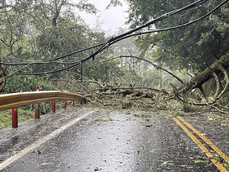 台灣電力公司台中區營業處24日表示，颱風凱米來襲造成台8線113.2公里處有樹木倒塌、壓垮電線，導致台中和平梨山地區1200餘戶停電，將持續搶修。（台電公司提供）中央社記者蘇木春傳真 113年7月24日