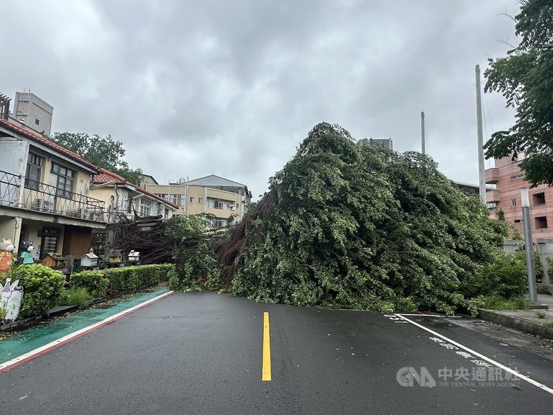 颱風凱米來襲，台中市區24日下午刮起強風，西區知名景點審計新村1棵地標級老榕樹突然傾倒，2輛停在路旁的自小客車遭壓在樹下，所幸無人受傷。中央社記者蘇木春攝 113年7月24日