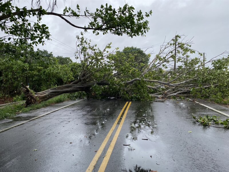 雲154縣道綠色隧道有路樹倒塌,車輛行經此處遭砸。(警方提供)中央社記者姜宜菁傳真 113年7月24日