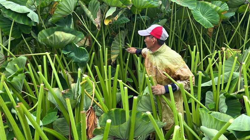 凱米颱風來勢洶洶，苗栗縣公館鄉芋頭農24日把握風雨來襲前，先將容易吃風的芋頭葉砍除，避免強風吹襲造成整株倒伏腐爛。（民眾提供）中央社記者管瑞平傳真  113年7月24日