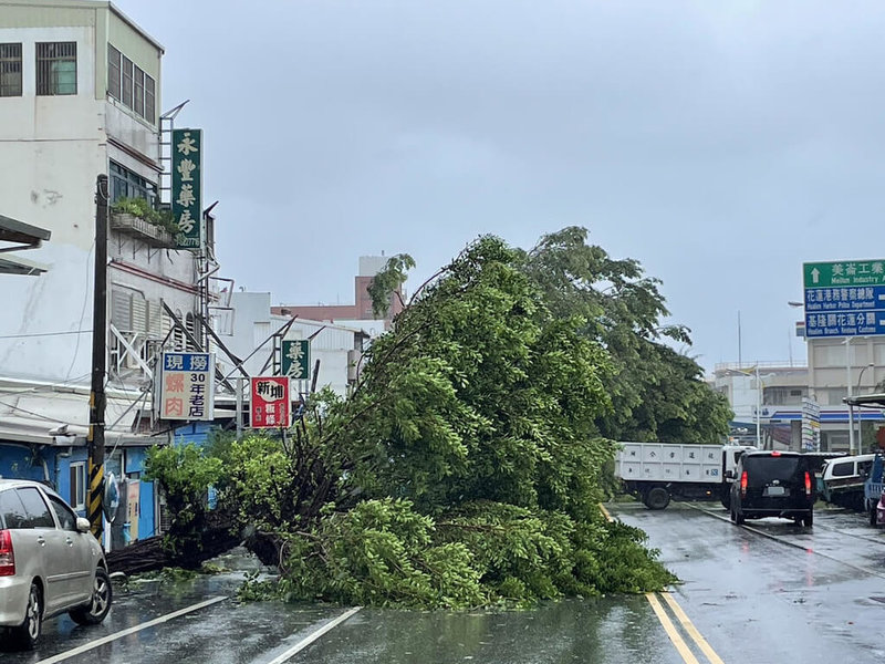 颱風凱米帶來強風大雨，造成花蓮市區大量路樹倒臥，花蓮市公所清潔隊25日持續清理。（花蓮市公所提供）中央社記者張祈傳真  113年7月25日