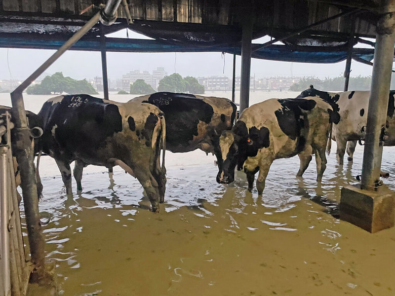 颱風凱米為中南部帶來驚人雨量，雲林縣斗南鎮賴八音牧場嚴重淹水，乳牛無法收奶可能引發乳房炎等損失，但由於畜舍沒倒，恐難獲天災救助，中華民國乳業協會盼農業部提供協助。（中華民國乳業協會提供）中央社記者楊淑閔傳真  113年7月25日