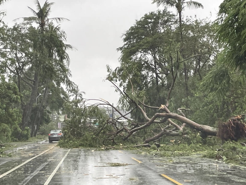 颱風凱米24日導致花蓮強風大雨，造成花蓮市區多處路樹倒臥車道。中央社記者張祈攝  113年7月25日