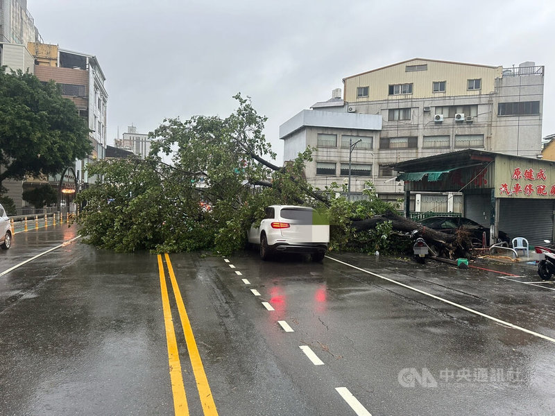 羅姓男子25日開車行經台中市北區健行路時遇路樹倒塌壓住車輛，所幸羅男與乘客共2人自行爬出脫困、未受傷，員警獲報到場疏導交通，並通知相關單位排除障礙物。（翻攝照片）中央社記者蘇木春傳真  113年7月25日