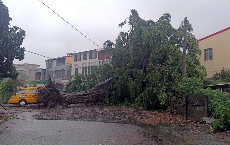 颱風凱米挾帶強風豪雨，雲林縣虎尾鎮公安裏老人會館旁1棵超過80年、約4層樓高榕樹25日凌晨遭連根拔起，幸無人受傷，鎮公所已派員前往排除狀況。（讀者提供）中央社記者黃國芳傳真 113年7月25日