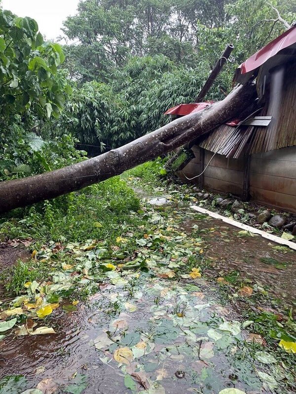 凱米颱風來襲,嘉義市自24日起風強雨驟,25日林森東路有樹木傾倒壓毀民宅及電線桿,幸未造成人員受傷。(讀者提供)中央社記者黃國芳傳真 113年7月25日