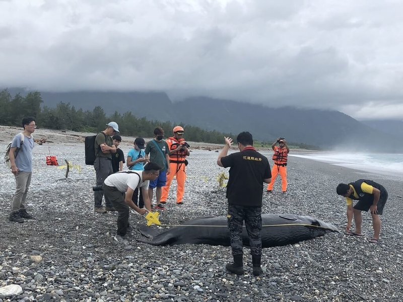 海巡署第九巡防區26日清晨接獲通報，七星潭海岸有鯨豚活體擱淺，經花蓮海洋保育站、獸醫等人員到場救護，確認為抹香鯨幼鯨，體長約4.2公尺，體重約800公斤。（花蓮縣府提供）中央社記者張祈攝  113年7月26日