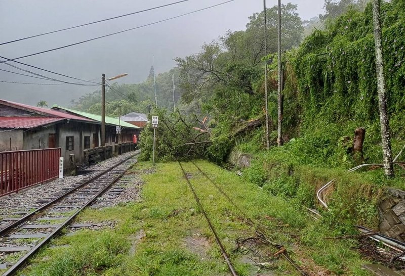 因颱風凱米強風豪雨影響，阿里山林業鐵路周邊樹木傾倒待清，27日全線停駛，復駛時間另行公告。（林鐵及文資處提供）中央社記者蔡智明傳真 113年7月26日