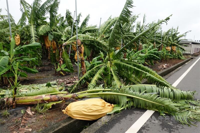 颱風凱米過境，風大雨大釀屏東農損，其中香蕉伏倒、斷裂、落果最為嚴重。中央社記者李卉婷攝 113年7月26日