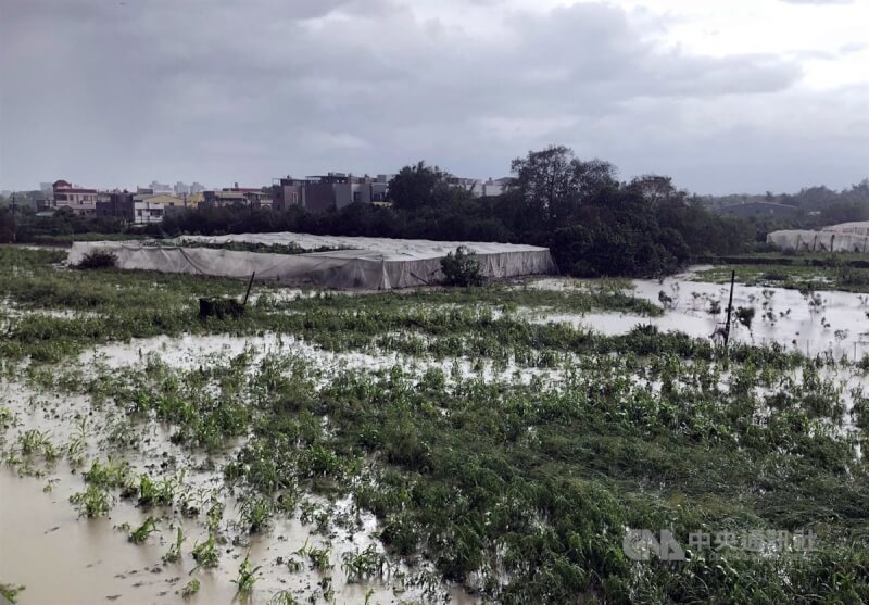 颱風凱米在台灣各地釀成嚴重農損，嘉義縣水上鄉青木堂合作社網室木瓜園都泡在水中，損失慘重。中央社記者黃國芳攝 113年7月26日