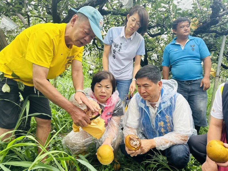 颱風凱米帶來強風豪雨，台中市后里區高接梨出現落果、水傷等災損，國民黨立委楊瓊瓔（前左2）前往梨園勘查。（楊瓊瓔提供）中央社記者趙麗妍傳真  113年7月27日