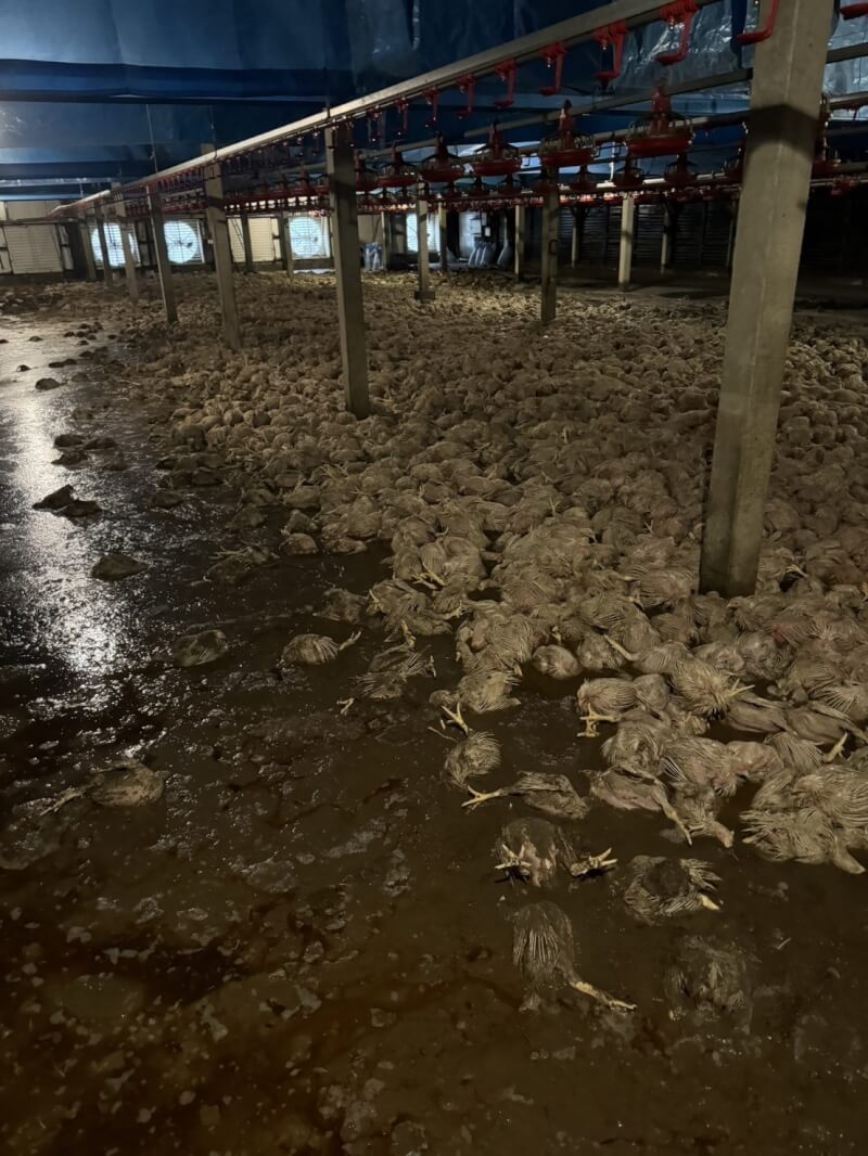 颱風凱米過境,台南市災情嚴重,市府農業局27日統計,台南農漁畜產初估損失超過新台幣2億3000萬元,以畜產最嚴重。(台南市政府提供)中央社記者張榮祥台南傳真 113年7月27日