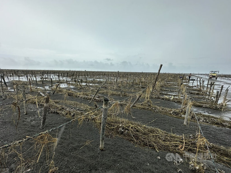 颱風凱米重創彰化縣芳苑鄉蚵田,多數棚架遭沖毀,牡蠣大量死亡。中央社記者鄭維真攝 113年7月29日