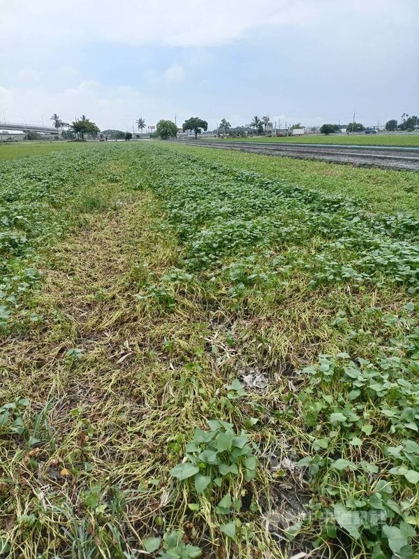 種植地瓜葉的王姓農民說，颱風夾帶強風豪雨，戶外地瓜葉田全軍覆沒，栽種在網室內的地瓜葉雖躲過豪雨浸泡，但是葉面、根系都受損，賣相極差，即使採收運到市場也無法獲得好價格，所以放棄採收。 中央社記者姜宜菁攝  113年7月29日