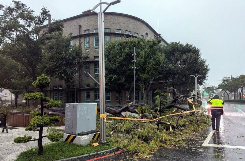 嘉義市立美術館入口鳳凰木25日傍晚不敵颱風凱米強風暴雨肆虐，應聲傾倒，市府研議原地補植。（嘉義市立美術館提供）中央社記者黃國芳傳真  113年7月30日