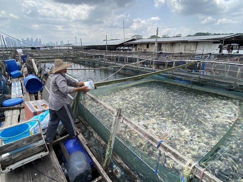 仰賴食品進口的新加坡力求提高國內自產能力，漁場業者以海水養殖台灣鯛，盼提高產能有助促進星國達成政策目標。中央社記者吳昇鴻新加坡攝 113年7月31日