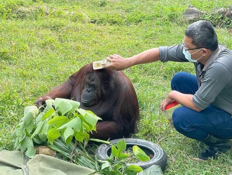 高雄壽山動物園1日表示，深受民眾喜愛、現年高齡38歲的紅毛猩猩「咪咪」於7月31日安詳辭世。（高雄市觀光局提供）中央社記者蔡孟妤傳真 113年8月1日