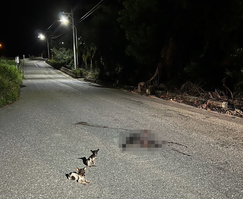 有民眾7月31日在台東關山鎮電光里防汛道路看到疑似遭人棄養的狗媽媽和3隻小狗，沒想到晚上狗媽媽被車撞死，2隻小狗蜷縮在媽媽身旁不願離開。（潘寶瑩提供）中央社記者盧太城台東傳真  113年8月1日