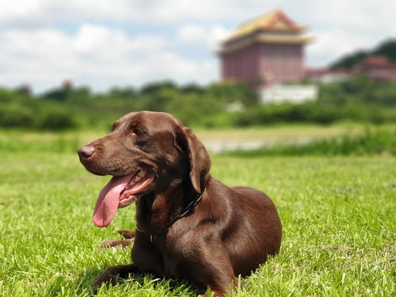 台北市消防局2日表示，8歲搜救犬、咖啡色母拉布拉多犬Uny已服役4年，即日起開放寄養。（台北市消防局提供）中央社記者劉建邦傳真 113年8月2日