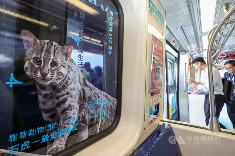 台北市政府慶祝台北建城140週年，且適逢台北市立動物園建園110週年，市府與捷運公司在捷運文湖線列車打造動物主題車廂，車窗上貼滿石虎等動物圖案，讓民眾搭乘捷運有更多趣味。中央社記者鄭清元攝  113年8月2日