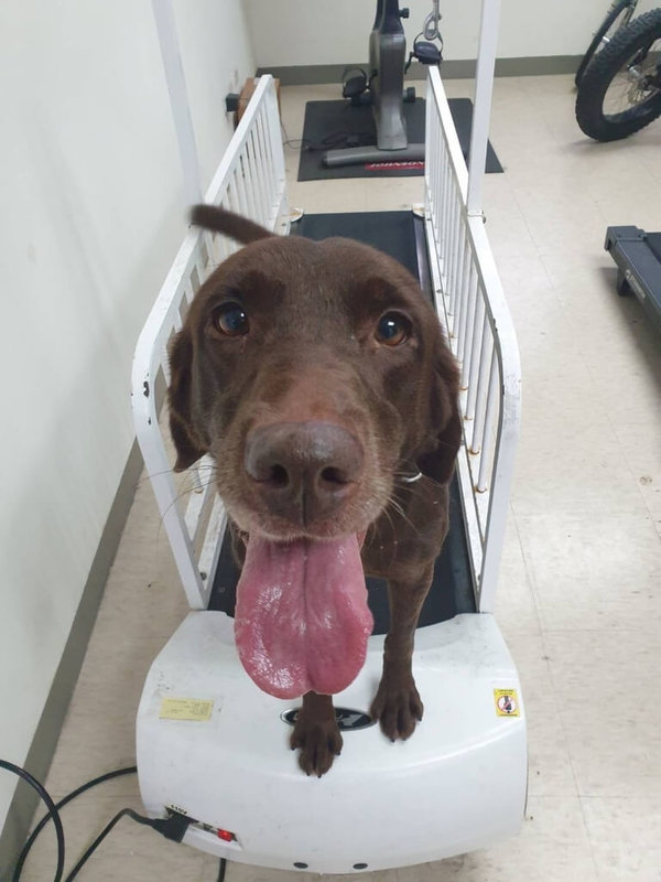 台北市消防局2日表示,8歲搜救犬、咖啡色母拉布拉多犬Uny因服役期限已到,開放愛犬家庭申請寄養,期限至8月31日。(台北市消防局提供)中央社記者劉建邦傳真 113年8月2日