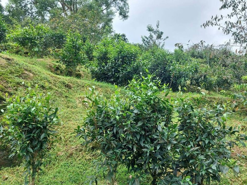 台灣山茶（圖）野外族群數量稀少、人為干擾嚴重，多處族群受威脅，國立台灣大學生物資源暨農學院實驗林管理處透過無性繁殖保存台灣山茶種源並建立基因庫，保存遺傳多樣性。（台大林管處提供）中央社記者蕭博陽南投縣傳真  113年8月5日