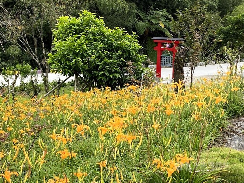 花蓮一年一度金針花季將於10日登場,玉里鎮赤科山受惠颱風帶來及時雨,逐漸形成一片花海,目前花開約2成多。中央社記者李先鳳攝 113年8月6日