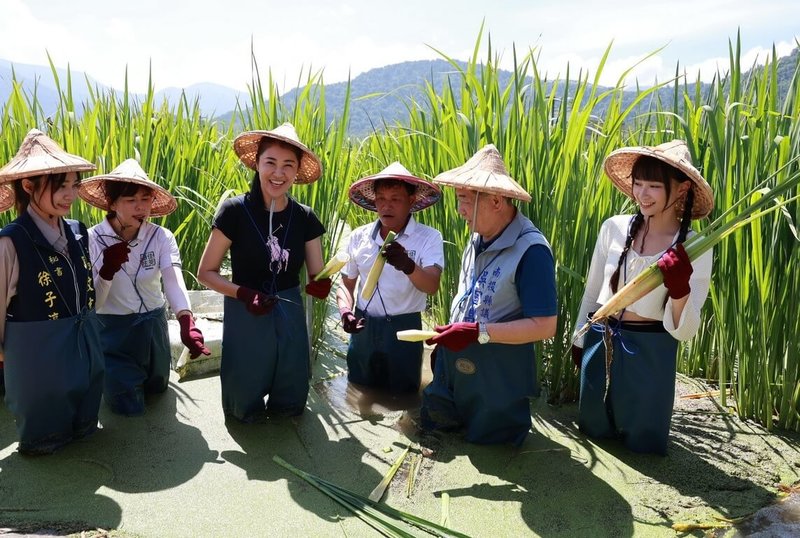 茭白筍是南投縣埔里鎮重要農產，鎮農會舉辦系列行銷活動，7日邀親子下田了解茭白筍栽培及採收，縣長許淑華（左3）到場同樂。（南投縣政府提供）中央社記者蕭博陽南投傳真  113年8月7日