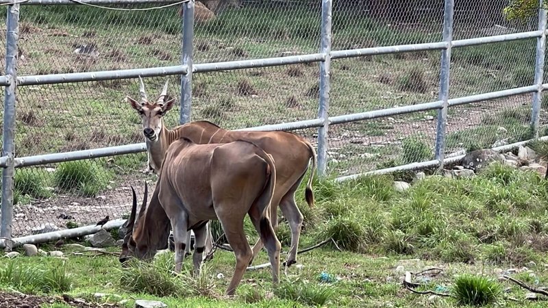 羽球男雙「麟洋配」巴黎奧運奪金，台北市立動物園推與羚羊合照換禮；不過，這活動不包括台糖池上牧野渡假村的弓角羚羊、伊蘭羚羊（圖）。中央社記者盧太城台東攝  113年8月7日