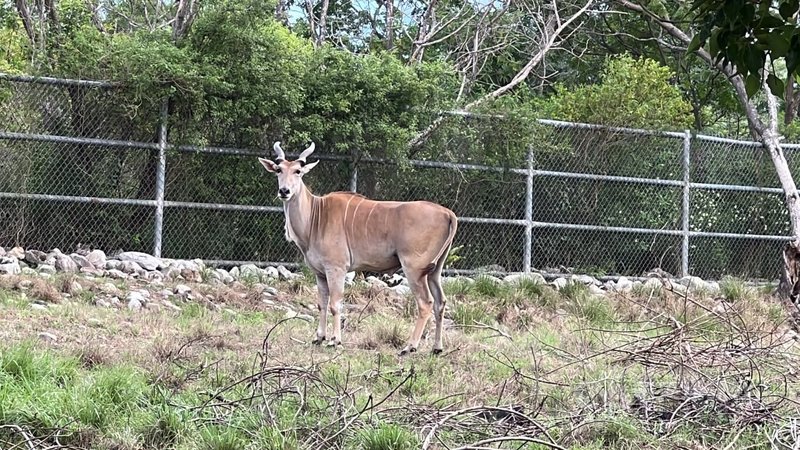 羽球男雙「麟洋配」巴黎奧運奪金，台北市立動物園推與羚羊合照換禮；台糖池上牧野渡假村也跟進送禮。圖為牧場內的伊蘭羚羊。中央社記者盧太城台東攝  113年8月7日