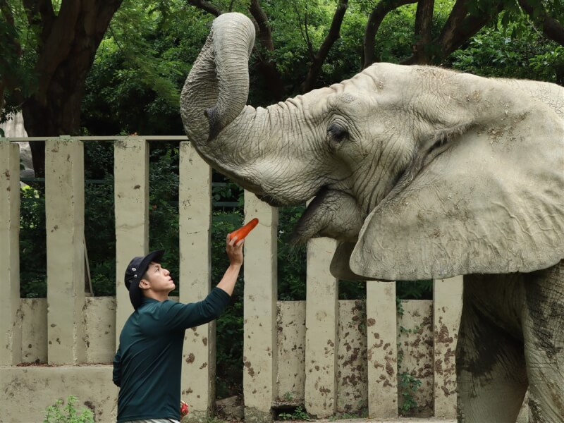 為慶祝父親節，高雄市壽山動物園8日在臉書放上15名男性保育員照顧動物的照片，現在新世代保育員已能夠透過指令，引導園內非洲象「阿里」配合進行簡單互動。（壽山動物園提供）中央社記者林巧璉傳真 113年8月8日