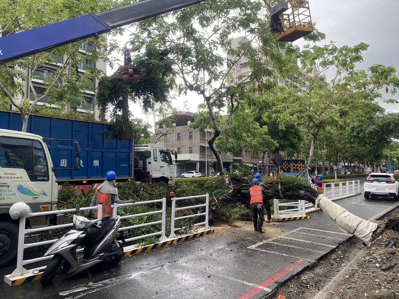 高雄9日凌晨下起大雨，雨勢雖在天亮後漸緩，但鳳山區南京路出現路樹傾倒狀況，已派廠商前往清除。（警方提供）中央社記者林巧璉傳真  113年8月9日