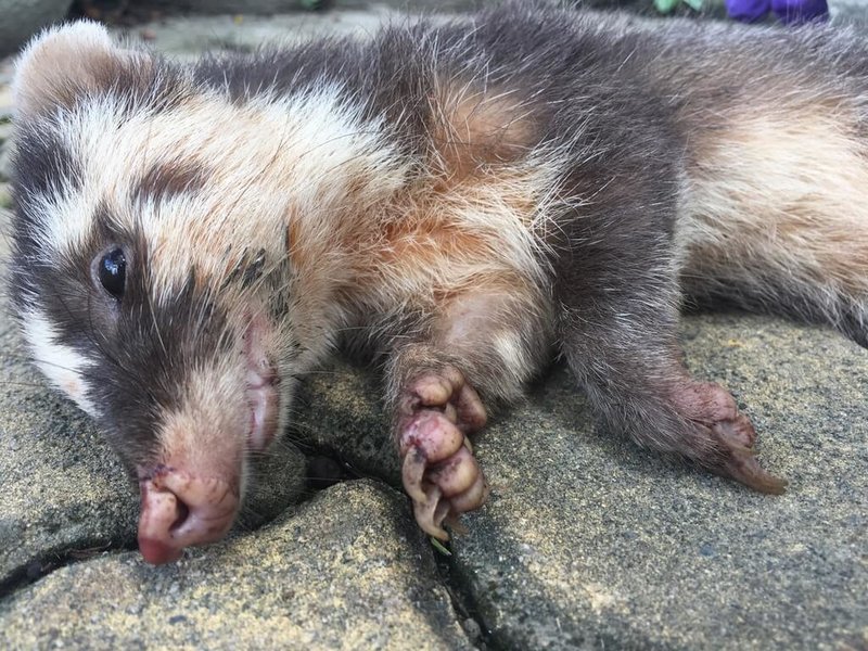 花蓮縣過去8個月驗出11例狂犬病鼬獾陽性，為加強監控，縣府今年試辦獎勵機制，鼓勵民眾將拾獲的死亡鼬獾個體提供給在地公所送驗，送驗樣本經確認後，就會依程序撥付獎勵金。（花蓮縣政府提供）中央社記者張祈傳真  113年8月9日