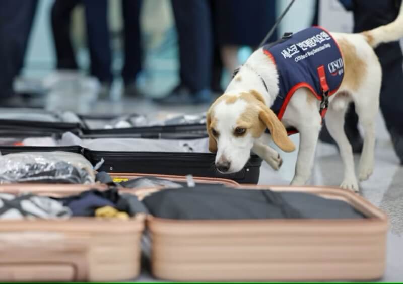 2歲米格魯犬賽科是韓國首隻、也是唯一經過訓練，能嗅出床蝨釋放的費洛蒙氣味的工作犬。（路透社）